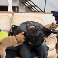 駆けつける犬4