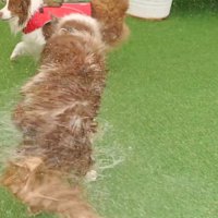 お姉ちゃん犬と黒い犬の間で体を震わせて水しぶきを飛ばす弟犬