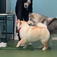 女性からおやつを貰って口に咥えるチャウチャウ