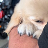 顔を腕に埋める子犬