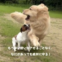 大きな犬と走る犬