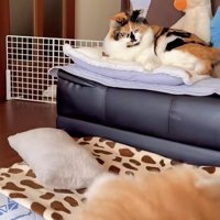 猫パンチをくらってコテンッ