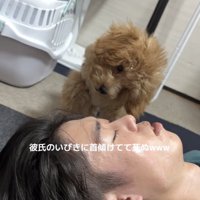 寝ている男性を至近距離で首を傾げてみつめるトイプー