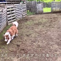 羊に興味を示さないリーリエちゃん