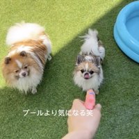 水鉄砲を見つめる2匹の犬