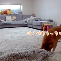 おもちゃで遊ぶうにくん