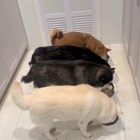 亀の桃太郎ちゃんもいます！
