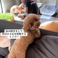 言葉を理解しているような犬