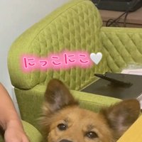 笑顔の犬2