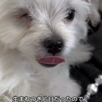 舌を出した犬