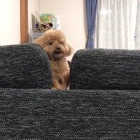 ソファの隙間から顔を出す犬