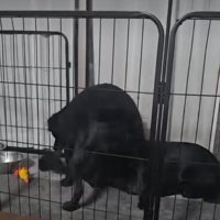 縄を取り合う犬4