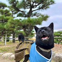 母作の衣装を着る信玄くん5