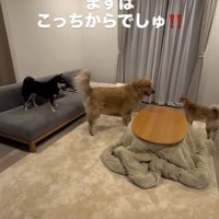 2匹の間に入ります
