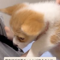 子犬の背中に注射