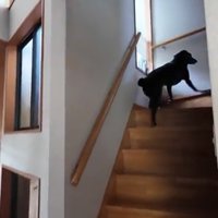 階段を上がる犬