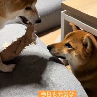 おもちゃが登場すると…