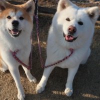笑顔の秋田犬たち