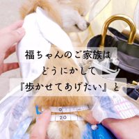 メジャーで採寸される犬
