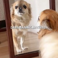 シアルちゃんを迎えた日⑩