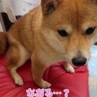 壊れたおもちゃを不安げに見つめる柴犬