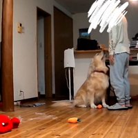 パパの様子を確認するこむぎ君