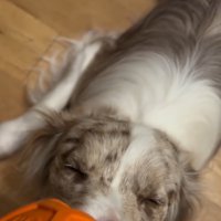 眠ったラルくん1