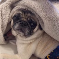 ブランケットの中から飼い主を見つめる犬