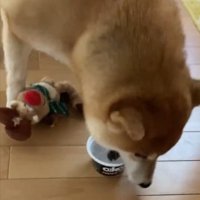 救出