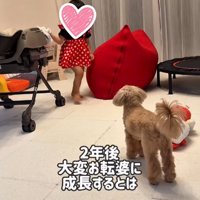 赤ちゃんと絵本を見る犬