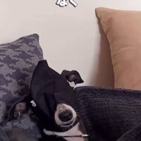 ふざけているわけではありません