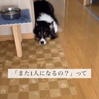 顎を床に置いて飼い主さんを見る犬