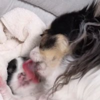 顔を舐め続ける犬と眠る犬