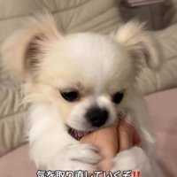 歯磨きガムを怖がるぽっぷくん9