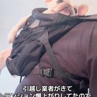 リュックに入る犬