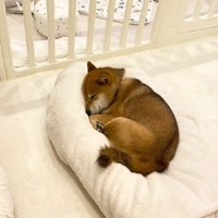 お布団大好きなみそちゃんでした