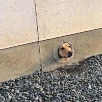 こむぎちゃんが登場！！