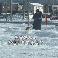 また車の方を見つめる柴犬
