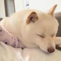 福丸くんとママと赤ちゃん4