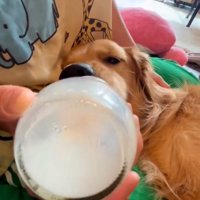 哺乳瓶に入ったミルクを飲む犬