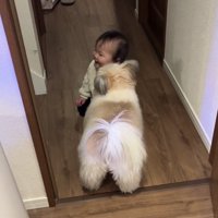 床に座る赤ちゃんのそばにいる犬