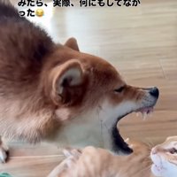 口を大きく開ける柴犬