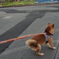 バイクの音が聞こえると…