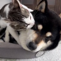 黒豆くん、虚無の表情