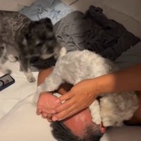 顔に乗る犬2