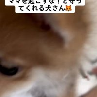 子犬のころのチロルちゃんが♡