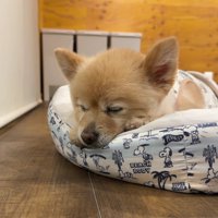 ポメラニアンのポメくん