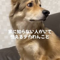 少し顔を逸らす犬