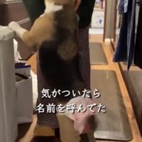 立ち上がって甘える犬