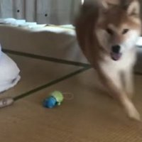 必死で探す姿が可愛い…♡